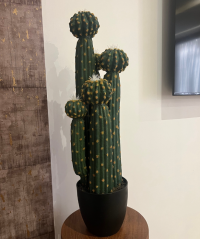 Cactus tropical