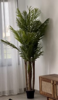 Palm